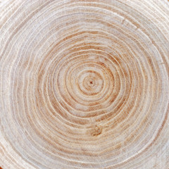 Close up wooden cut texture. Tree rings. Natural organic background.