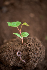 Young tree plant in a soil