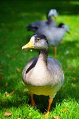 Graylag goose (Anser anser) in a meadow