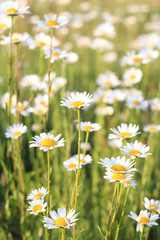 Field with wild flowers.