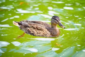 Portrait of a females of duck on the water