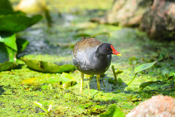 Common moorhen (Gallinula chloropus) swimming in a lake on a sunny day