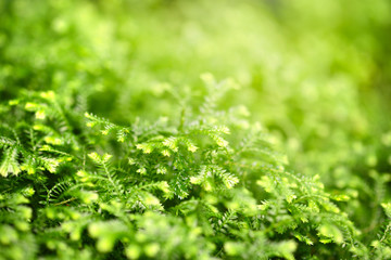Close-up selaginella martensii plant. Green background
