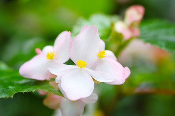 Close-up pale pink Begonia flowers with green leafs in garden.