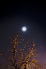 Moon above tree - Color