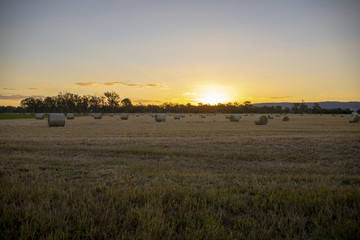 Large round hay bales in the late afternoon sunset glow in Queensland, Australia