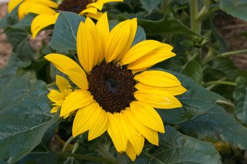 Obraz premium Macro di un girasole con gocce di pioggia