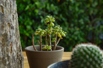 A small tree with the table for beauty.
