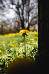 Daisy 2 - Color
