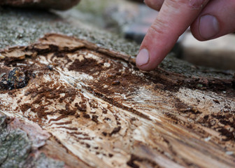 Förster zeigt auf Kupferstecher Käfer, Borkenkäfer, Schädlingsbefall
