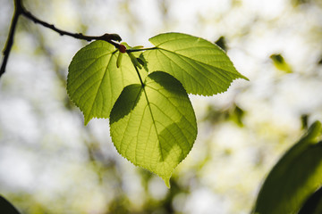 3 Leaf branch - Color