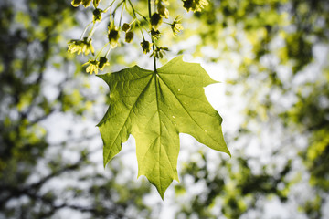 Leaf - Color