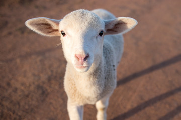 Lamb with red sandy background