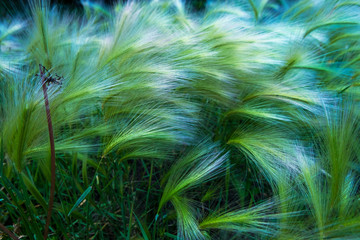 Feather grass in the sunlight in the afternoon winds.Bright blue hue.
