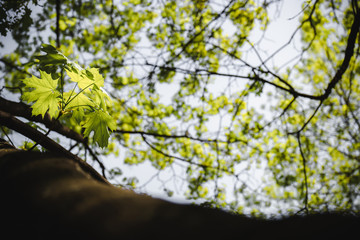 Branch Leaf - Color