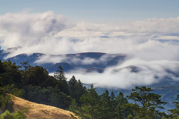 Fototapeta premium MT. Tamalpais State Park