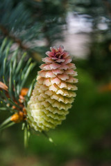 Young cones on fir tree. Branch spruce with large cones. Pink bumps on the young branches of a fir tree, close up.