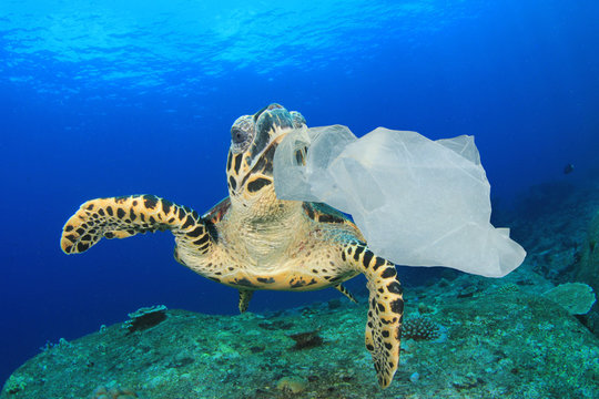 Plastic pollution environmental problem. Turtles can mistake plastic bags for jellyfish 