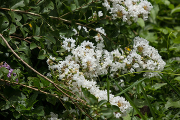 Close up White Tabebuia rosea blossom