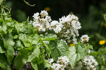 Close up White Tabebuia rosea blossom