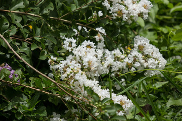 Close up White Tabebuia rosea blossom