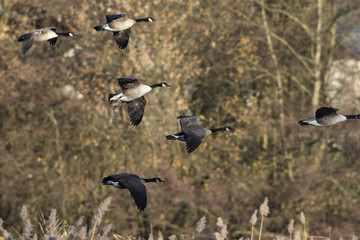 Kanadagans (Branta canadagensis)