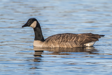 Kanadagans (Branta canadagensis)