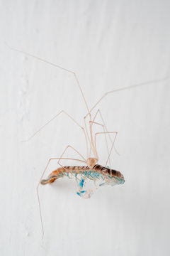 A spider is feeding a centipede