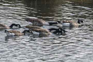 Kanadagans (Branta canadagensis)