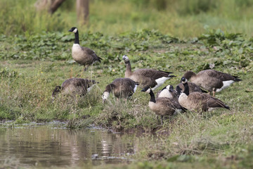 Kanadagans (Branta canadagensis)