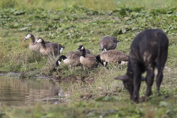 Kanadagans (Branta canadagensis)