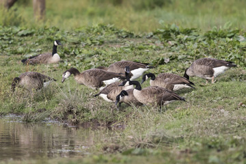 Kanadagans (Branta canadagensis)