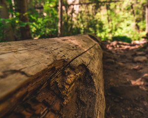 Log Down
