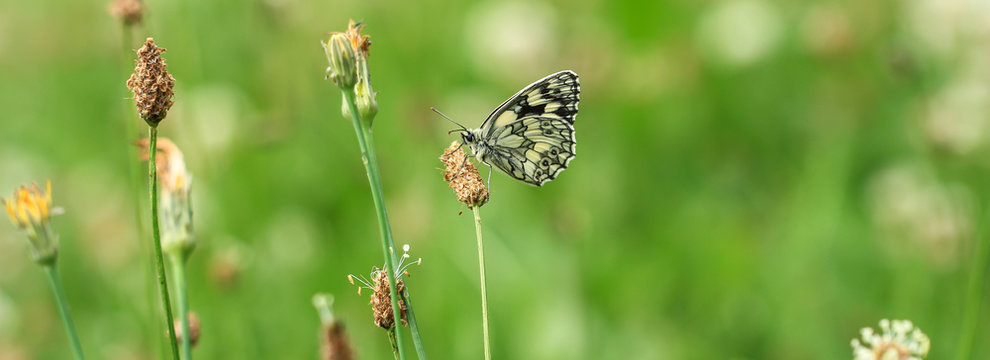 Wiese mit Schachbrettfalter als Banner 