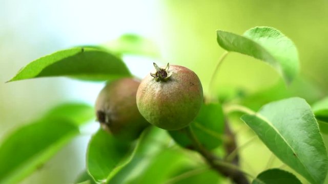 wild pear close up