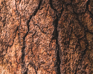 Tree Bark