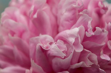 peony petals