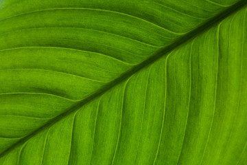 Beautiful green leaf of an exotic plant close-up.