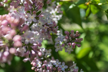 Lilac flowering close-up, selective focus