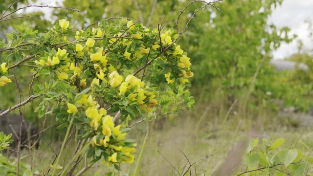 Spring flowering. Cytisus ruthenicus is common in Eastern Europe, Transcaucasia, Kazakhstan.
