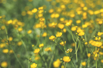 A yellow flower background of buttercup - Latin: Ranunculus bulbosus
