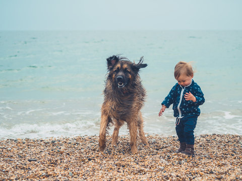 LIttle toddler with big dog on the beach