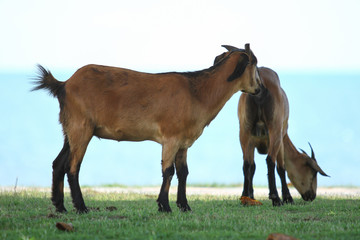 Goats eating grass, Goat on a pasture