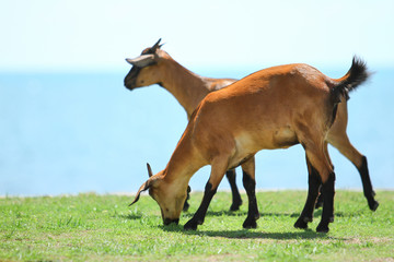 Goats eating grass, Goat on a pasture