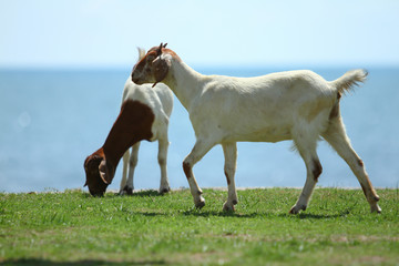 Fototapeta na wymiar Goats eating grass, Goat on a pasture