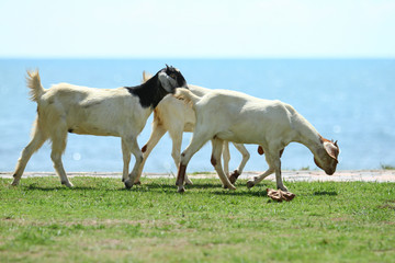 Goats eating grass, Goat on a pasture