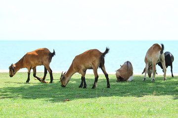 Naklejka na ściany i meble Goats eating grass, Goat on a pasture