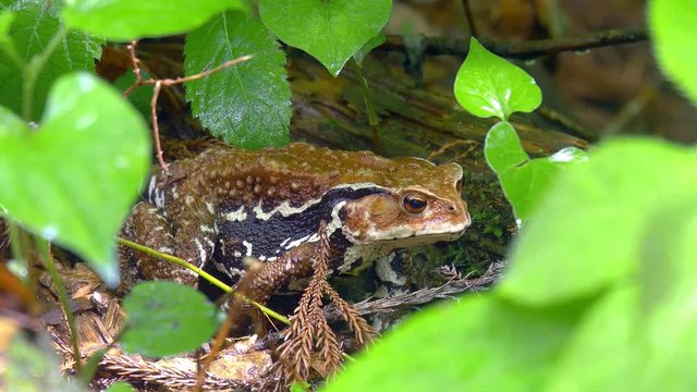 ガマガエル Images – Browse 123 Stock Photos, Vectors, and Video
