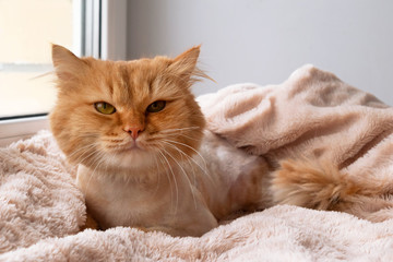 Funny ginger long-haired cat groomed with haircut is lying under a soft pink blanket, front view.