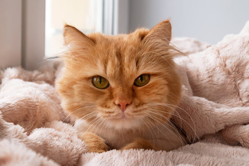 Beautiful ginger long-haired cat groomed with haircut under a soft pink blanket, front view.